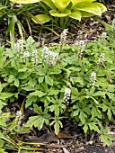 TIARELLA SPRING SYMPHONY