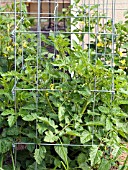 TOMATO PLANT IN CAGE