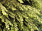 TSUGA CANADENSIS NEW GROWTH