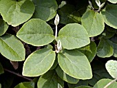 VIBURNUM CARLESII LEAF