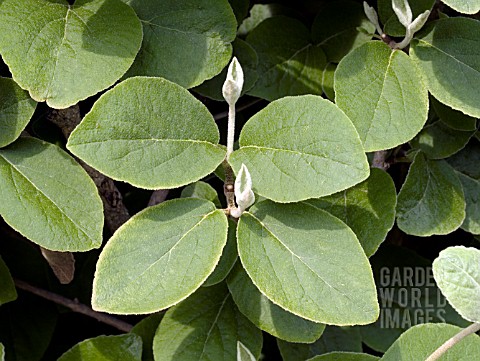 VIBURNUM_CARLESII_LEAF