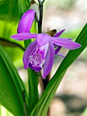 BLETILLA STRIATA