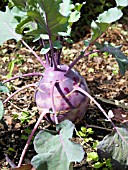 BRASSICA OLERACEA KOHL RABI PURPLE