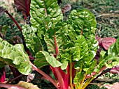 BRASSICA SWISS CHARD BRIGHT LIGHTS