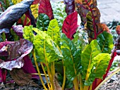 BRASSICA SWISS CHARD BRIGHT LIGHTS