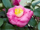 CAMELLIA JAPONICA R. L. WHEELER