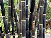 GIGANTOCHLOA ALTROVIOLACEA  (BLACK BAMBOO)