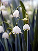 LEUCOJUM AESTIVUM