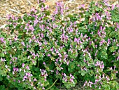 WEED IN LAWN,  HENBIT