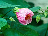 ABUTILON HYBRIDA PINK