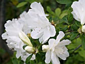 AZALEA H. H. HUME
