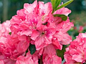 AZALEA HAMPTON BEAUTY