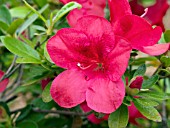 AZALEA RED SLIPPERS