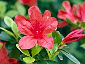 AZALEA SHERWOOD RED