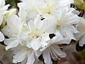 AZALEA SNOW