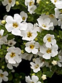 BACOPA COPIA GULLIVER WHITE