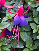 FUCHSIA EDEN ROCK