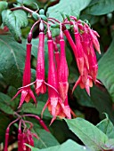 FUCHSIA INSULINDE