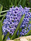 HYACINTHUS BLUE JACKET