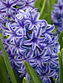 HYACINTHUS BLUE JACKET