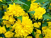 KERRIA JAPONICA PLENIFLORA