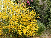 KERRIA JAPONICA PLENIFLORA