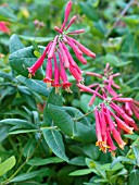 LONICERA SEMPERVIRENS