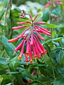 LONICERA SEMPERVIRENS