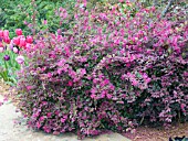 LOROPETALUM BURGUNDY