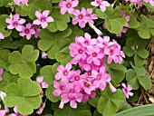 OXALIS CRASSIPES