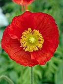 PAPAVER NUDICAULE RED