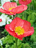 PAPAVER NUDICAULE SALMON