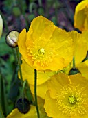 PAPAVER NUDICAULE YELLOW