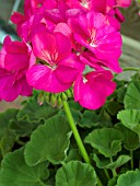 PELARGONIUM MAVERICK VIOLET