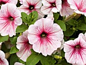 PETUNIA SUN PLEASURE CHERRY VEIN