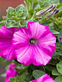 PETUNIA SUPERTUNIA RASPBERRY BLAST