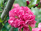 PRUNUS PERSICA HELEN BORCHER FLOWERING PEACH