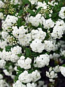 SPIRAEA CANTONIENSIS LANCEATA, (SYN. SPIRAEA CANTONIENSIS FLORE PLENO)