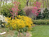 SPRING SCENE KERRIA PRUNUS SPIRAEA