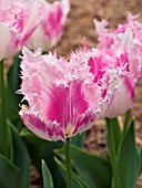 TULIPA FRINGED HUIS TEN BOSCH