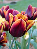 TULIPA TRIUMPH ABU HASSAN