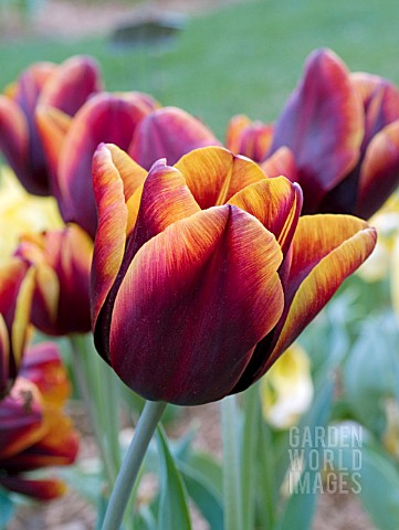 TULIPA_TRIUMPH_ABU_HASSAN