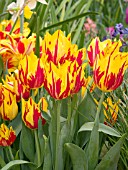 TULIPA TWISTER