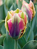 TULIPA VIRIDIFLORA ARTIST