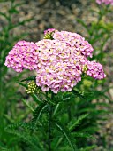 Primula japonica