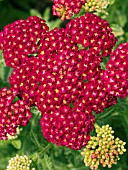 ACHILLEA STRAWBERRY SEDUCTION