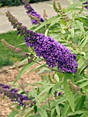 BUDDLEIA DAVIDII ADONIA BLUE