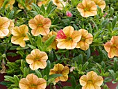 CALIBRACHOA SWEET BELLS GOLDBERRY