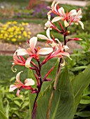 CANNA GLAUCA PANACHE