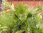 CHAMAEROPS HUMILIS